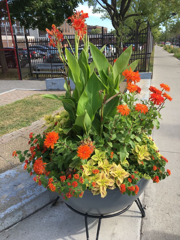 a potted planter filled with orange and yellow flowers sitting on the side of a sidewalk