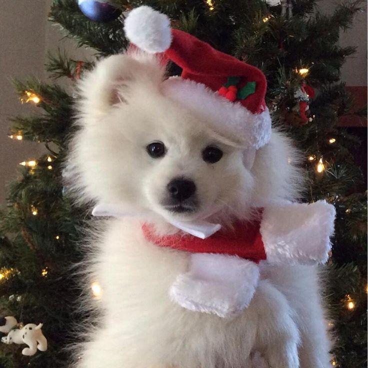 a small white dog wearing a santa claus hat and scarf in front of a christmas tree