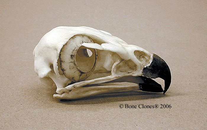 a bird's skull is shown on the ground