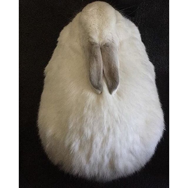 a close up of a white rabbit's head on top of a black surface