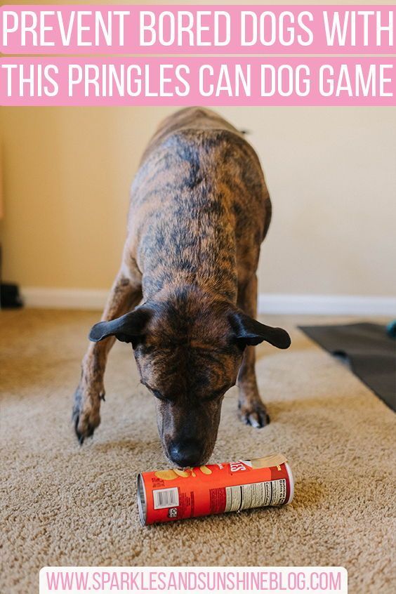 a dog playing with a toy on the floor in front of a carpeted room