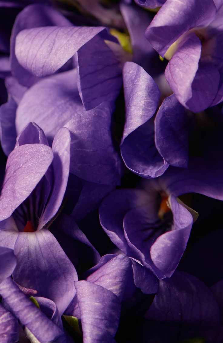 purple flowers that are blooming in the dark