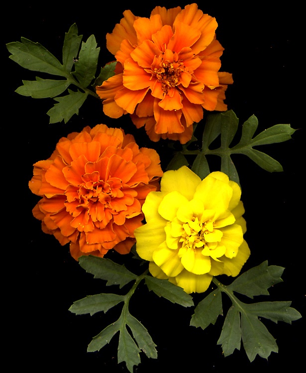 three orange and yellow flowers with green leaves on a black background, top down view