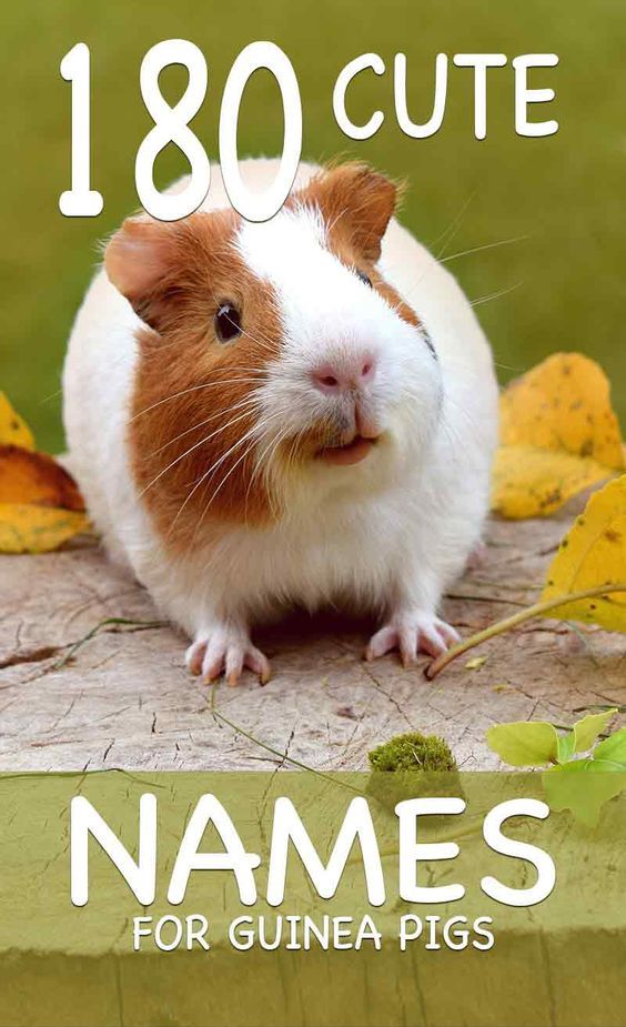 a brown and white guinea pig sitting on top of a wooden table