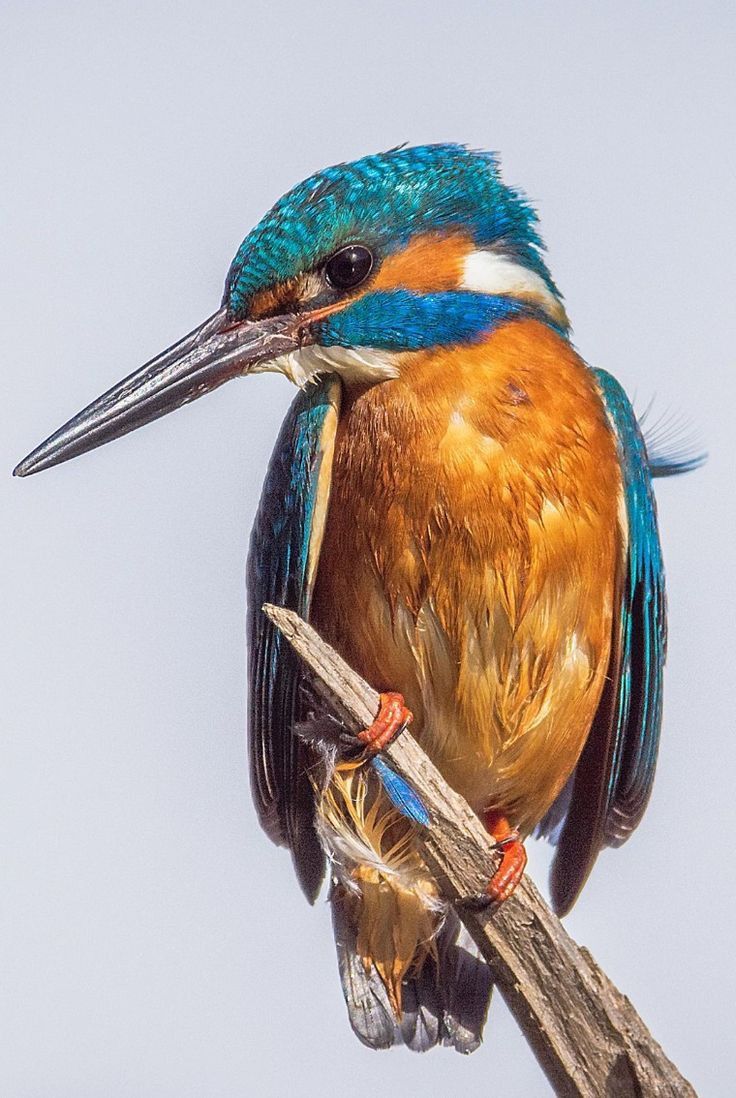 a blue and orange bird sitting on top of a tree branch with its beak open