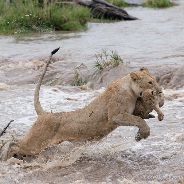 there's no one like mom this lion is jumping in the water with his mouth open