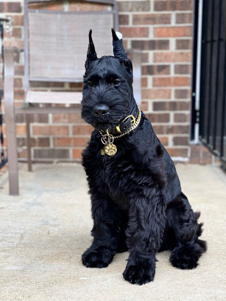 a small black dog sitting on top of a sidewalk next to a brick wall and gate