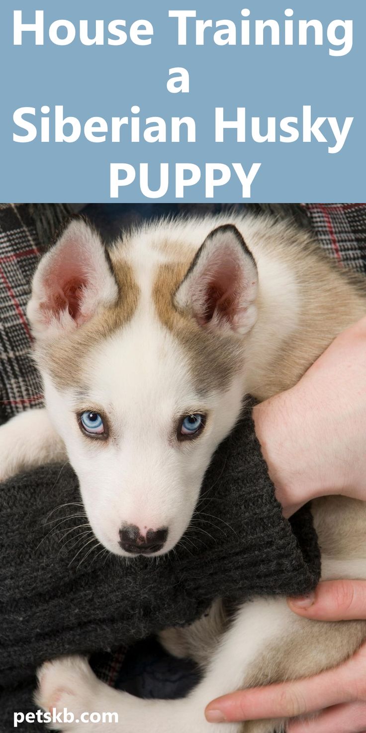 a person holding a puppy in their arms with the words how to train a siberian husky puppy