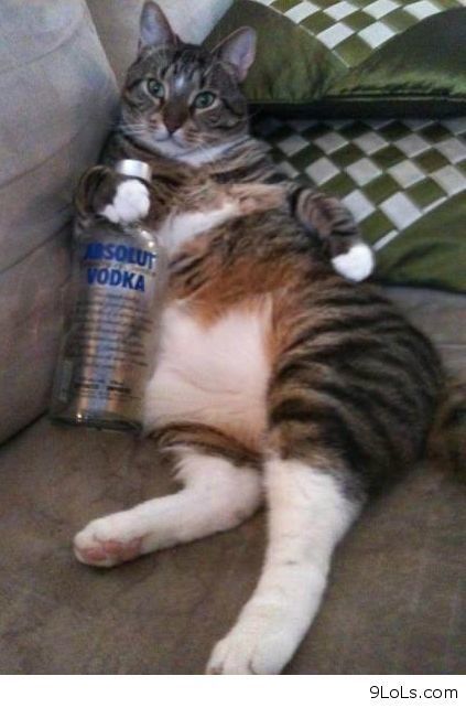 a cat laying on the couch with a can of vodka in it's paws