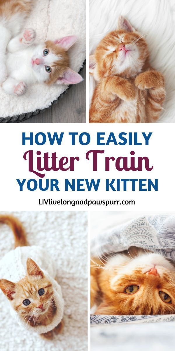 how to easily litter train your new kitten