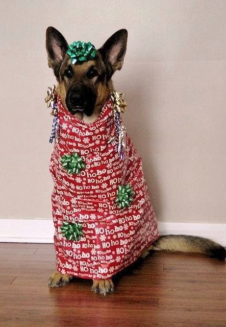 a dog wearing a christmas sweater sitting on the floor next to a cat in front of a wall