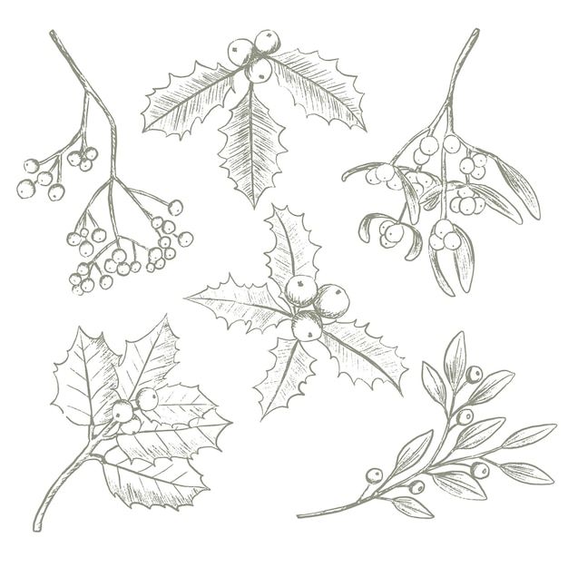 four different types of holly leaves and berries