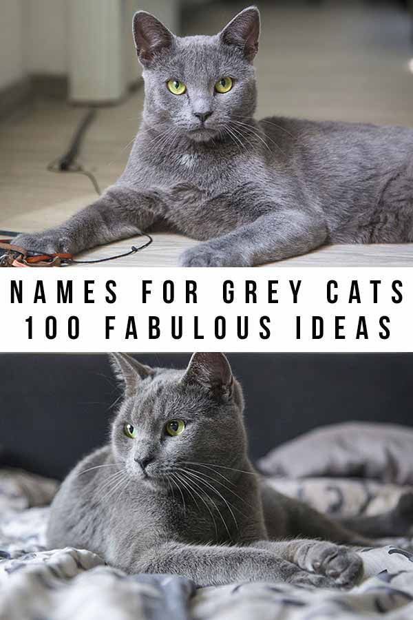 two pictures one with grey cats and the other with yellow eyes, both have green eyes