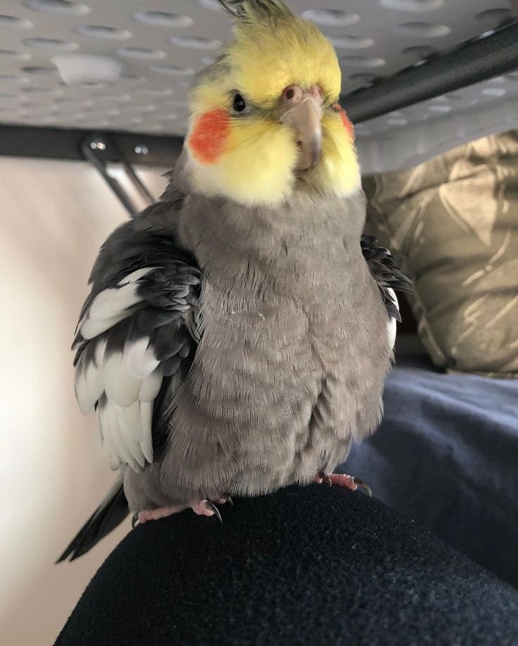 a yellow and gray bird sitting on top of a person's head in a room