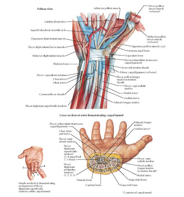 an image of the wrist and hand muscles