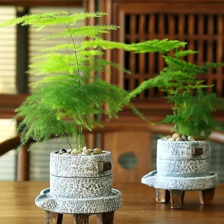 two planters sitting on top of a wooden table next to each other with plants growing out of them