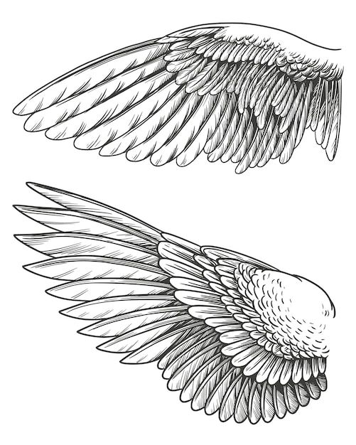 an image of two wings that are drawn in pencil and ink, each with one wing extended