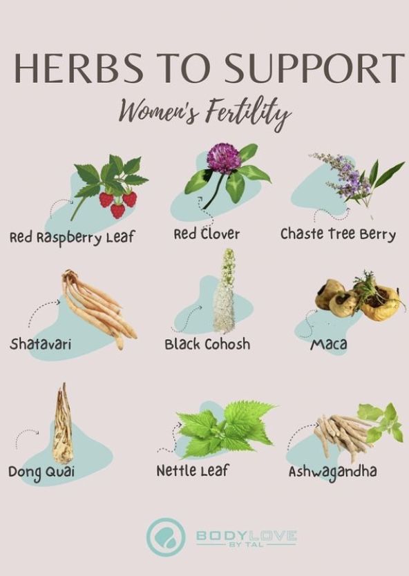 Herbs For Womb Healing, Beets For Fertility, Best Herbs For Fertility, Herbs For Women Health, Herbs For Fertility For Women, Herbs For Women, Herbs For Fertility, Regulate Hormones, Hormone Nutrition