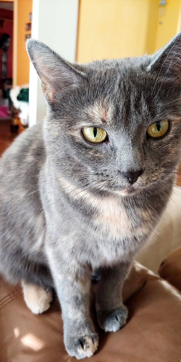 a gray cat sitting on top of a brown couch