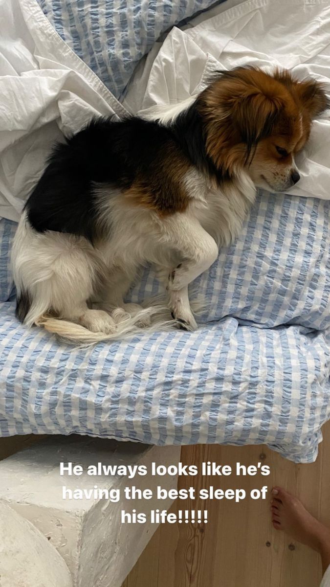 a small dog sitting on top of a blue and white bed covered in sheets with the caption he always looks like he's having the best sleep of his life