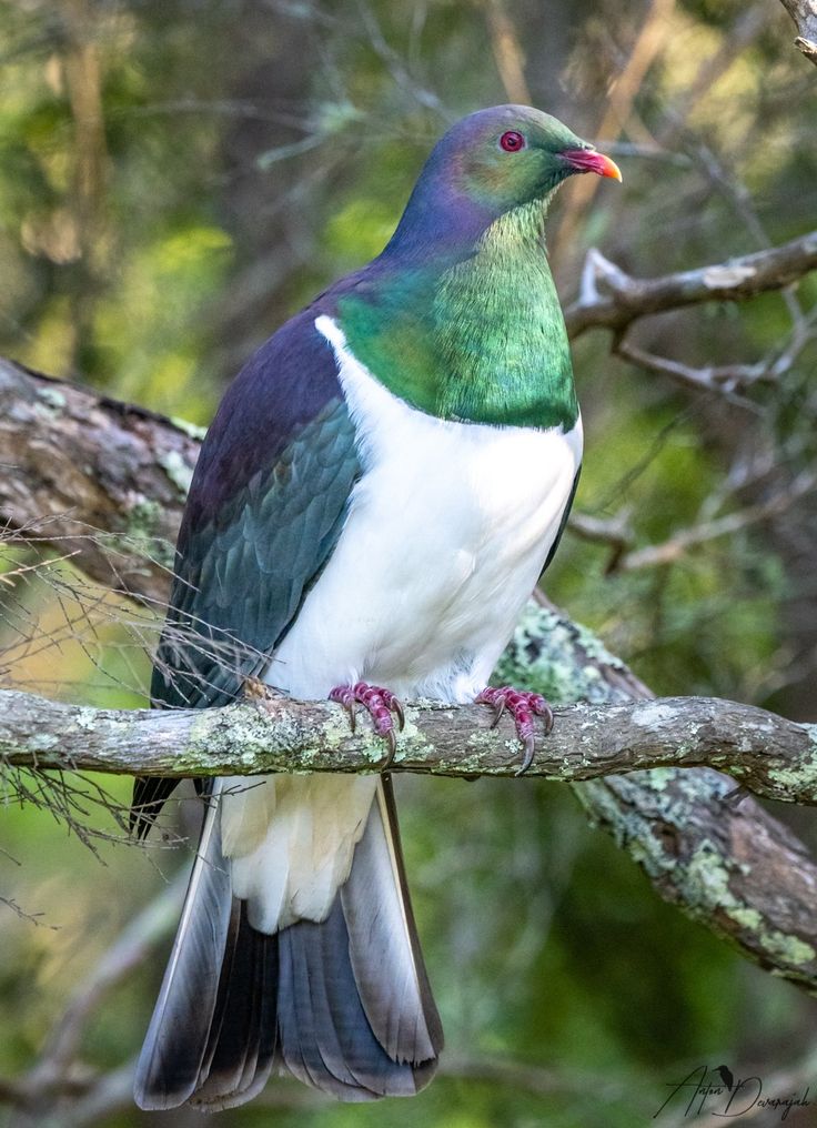 a colorful bird sitting on top of a tree branch