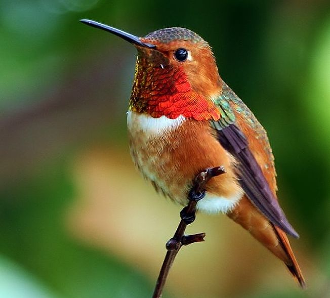 a hummingbird perches on a twig