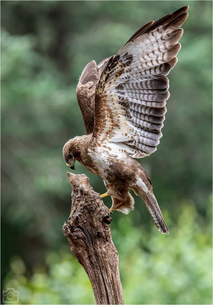 a bird that is sitting on top of a tree branch with its wings spread out