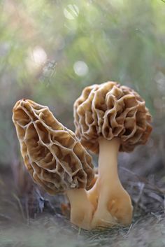 two mushrooms sitting in the grass near each other