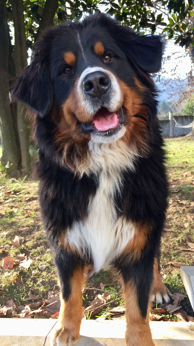 a black and brown dog standing on top of a cement slab in front of trees