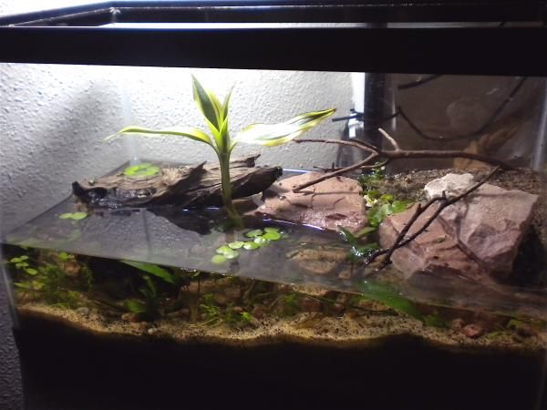 an aquarium with plants and rocks in it