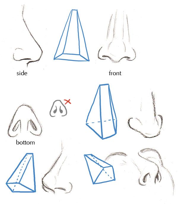 different types of nose shapes and how to draw them with pencils on the paper