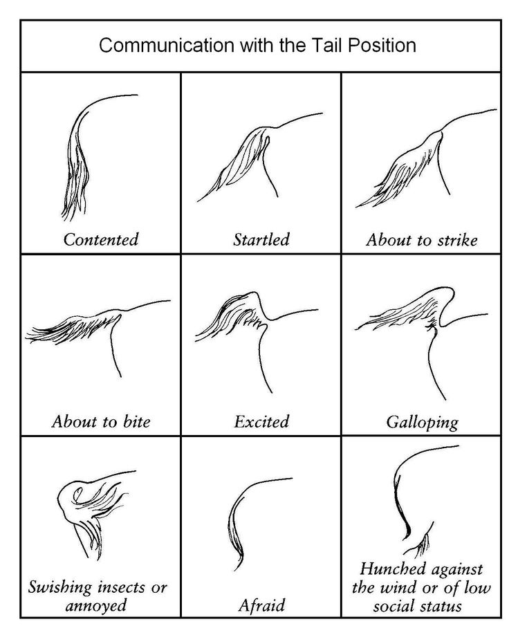 different stages of hair growth from the top to bottom, with text that reads communication with the tail position