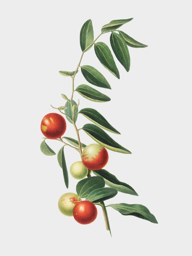 an apple tree branch with green leaves and red apples on it's branches, against a white background