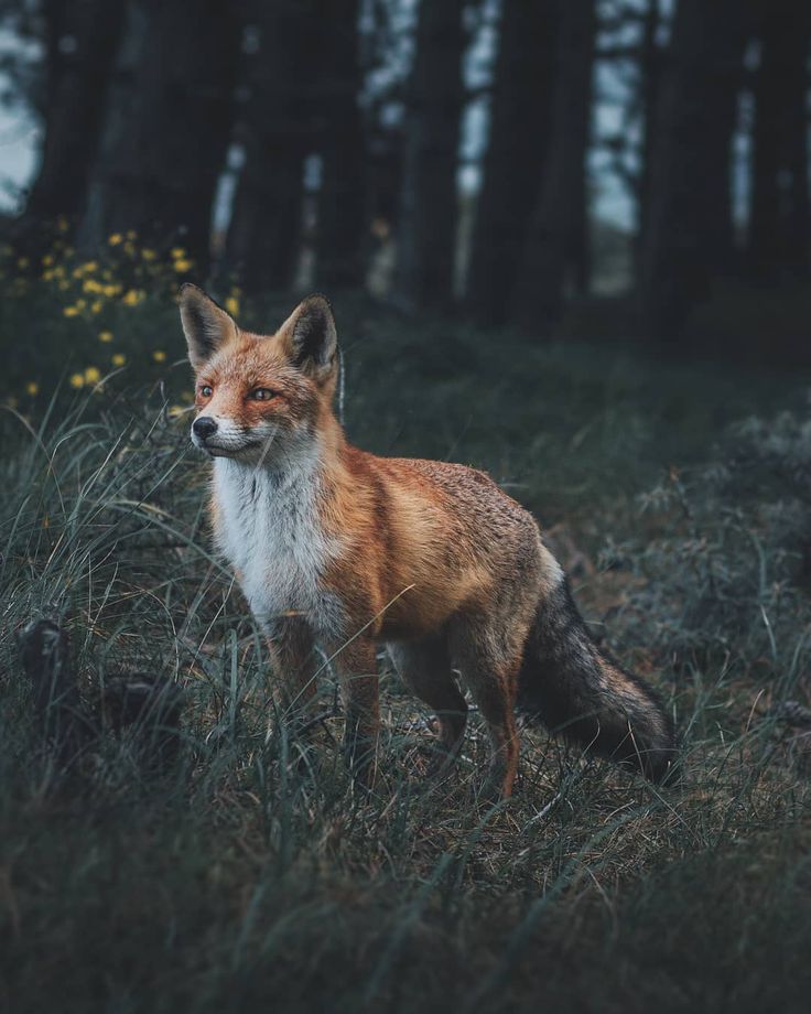 a red fox standing in the middle of a forest filled with tall grass and trees