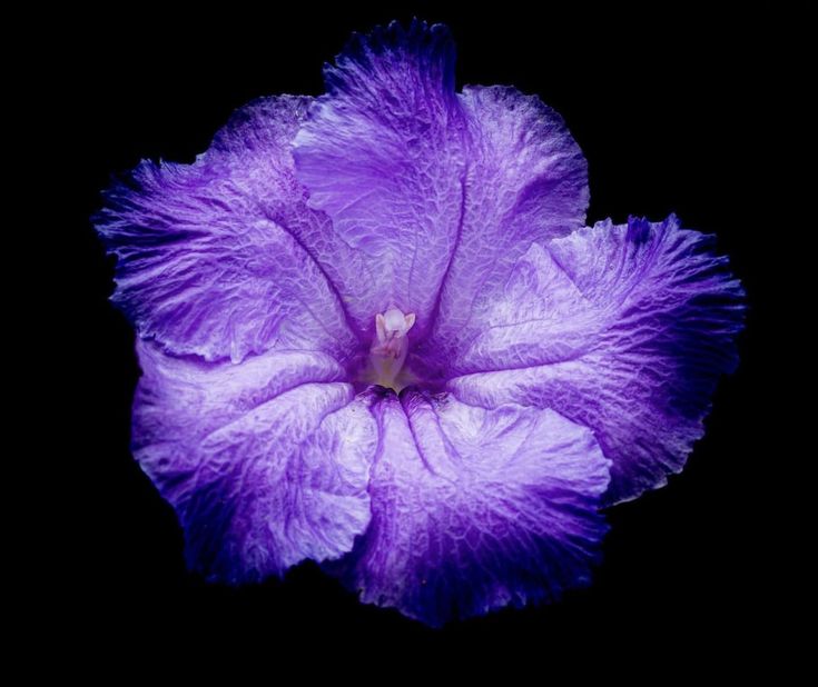 a purple flower that is in the dark