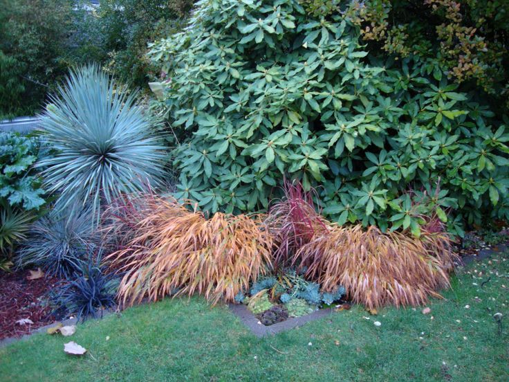 several different types of plants in a garden with green grass and blue bushes behind them