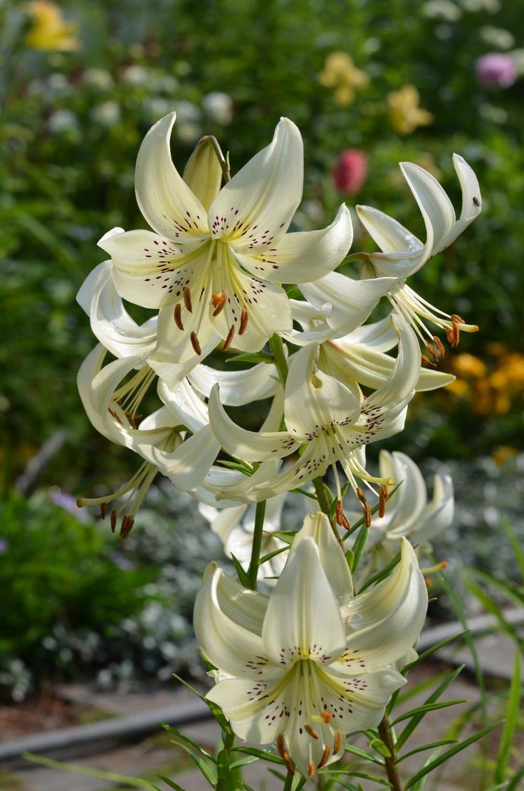 white lilies are blooming in the garden