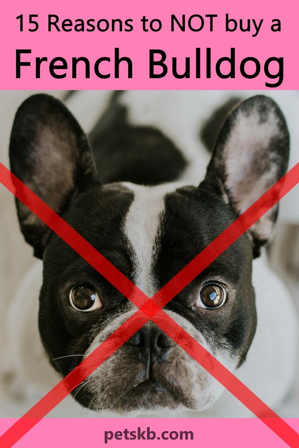 a black and white dog with the words 15 reason to not buy a french bulldog