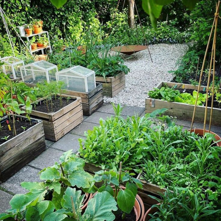 a garden filled with lots of different types of vegetables and plants in wooden planters