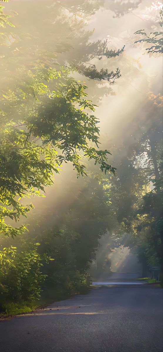 the sun shines through the trees on a road in front of some green bushes