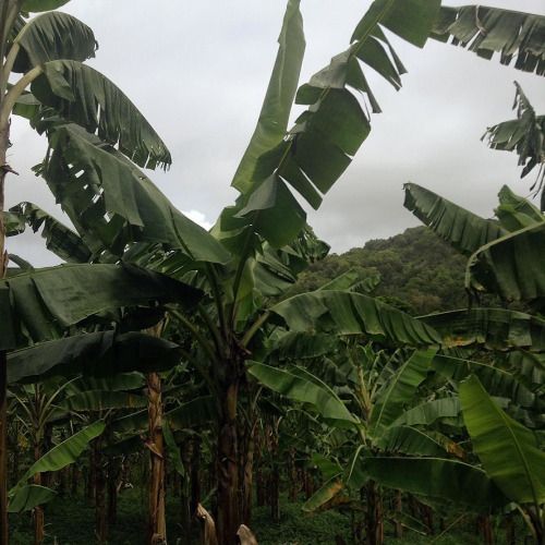 the banana trees are full of green bananas