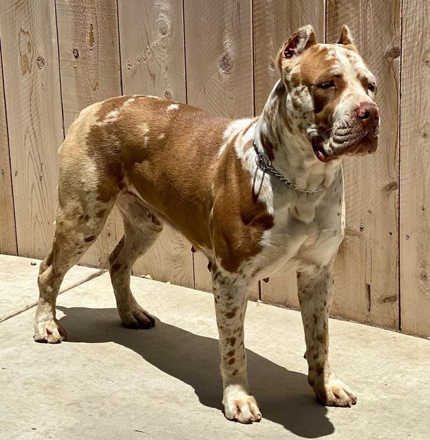 a brown and white dog standing next to a wooden fence