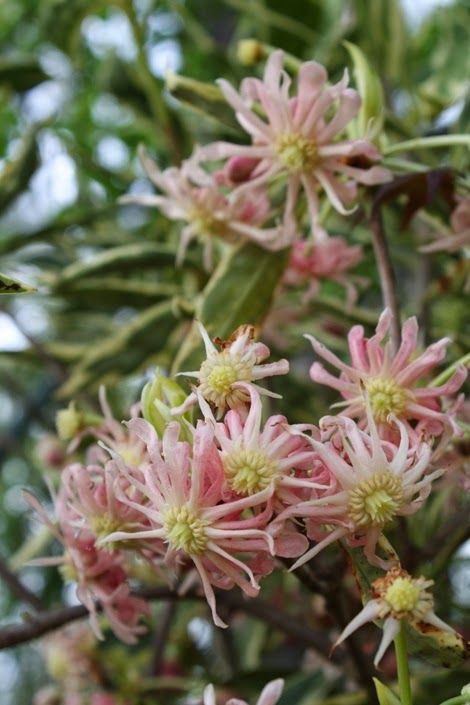 pink flowers blooming on the branches of a tree