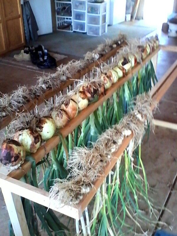 an arrangement of vegetables are arranged on a long wooden shelf in the middle of a room