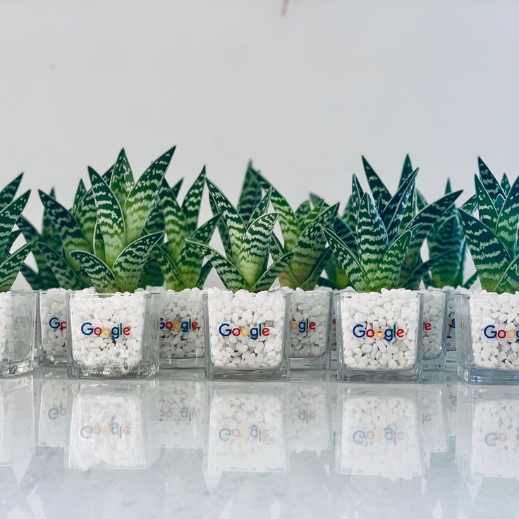 several clear containers filled with plants on top of a white table next to the google logo