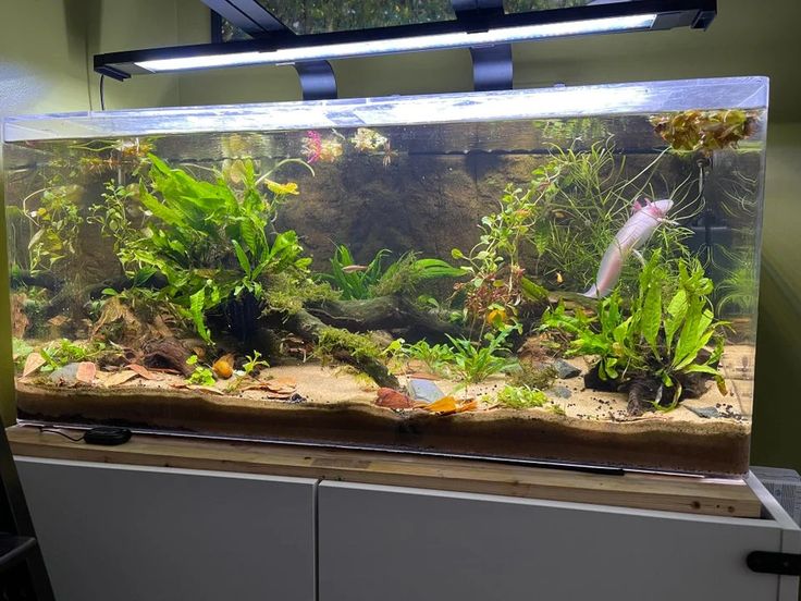 an aquarium filled with lots of plants and fish swimming in it's water tank