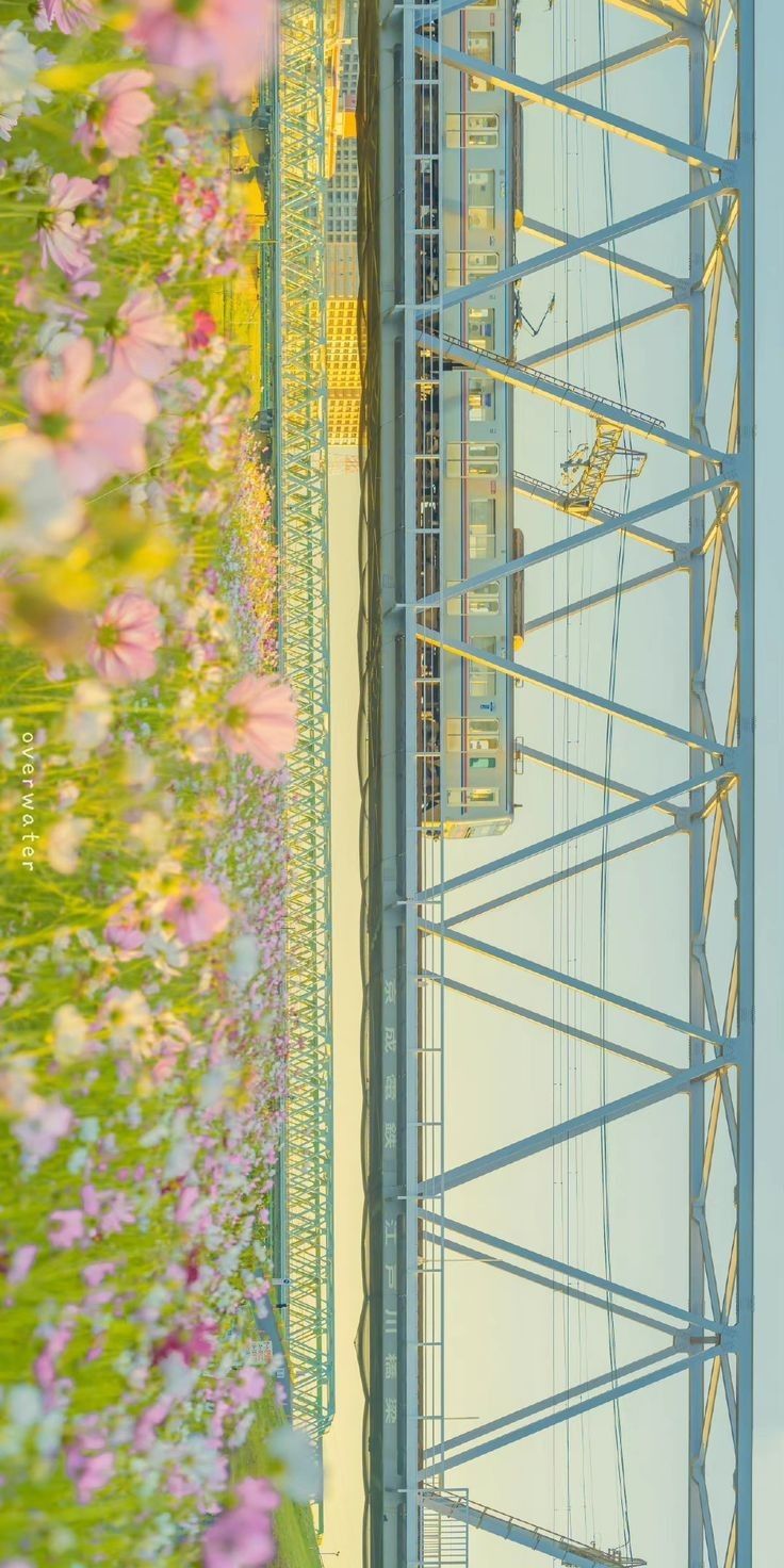 an image of a ferris wheel in the middle of flowers