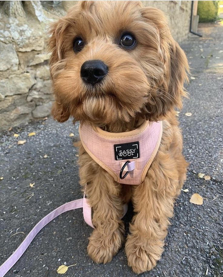 a small brown dog with a pink harness on sitting in front of a stone wall