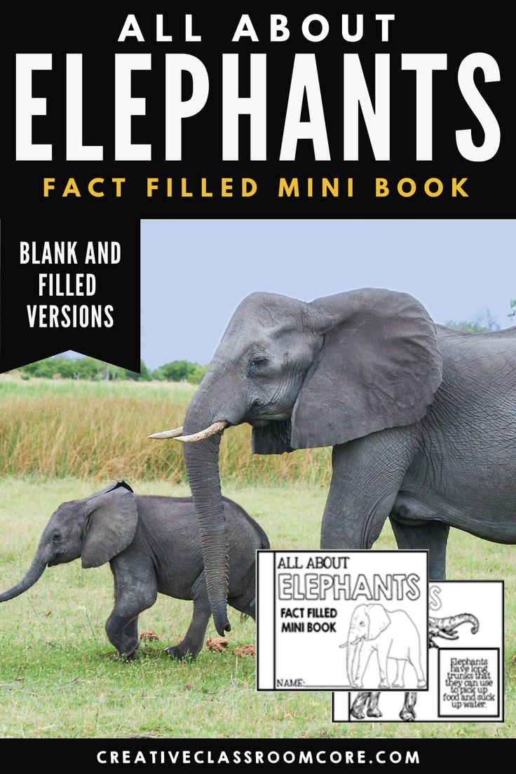 an elephant and its baby walking in the grass with text all about elephants fact field mini book