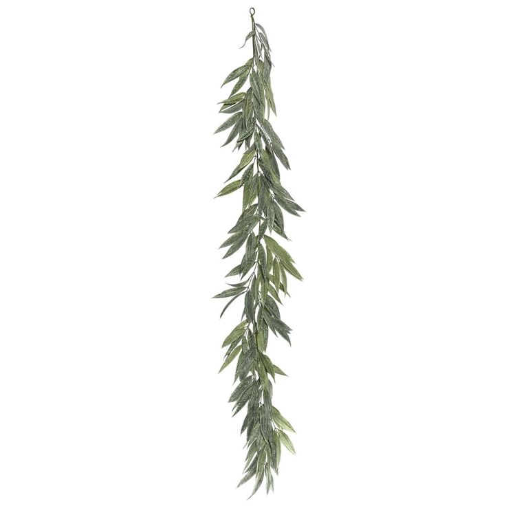 a plant with green leaves hanging from it's stems on a white background,